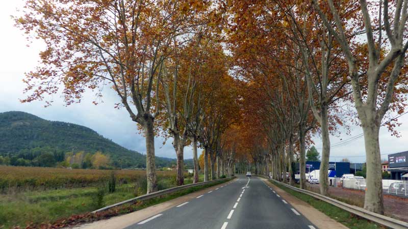 Route provencale sous les platanes