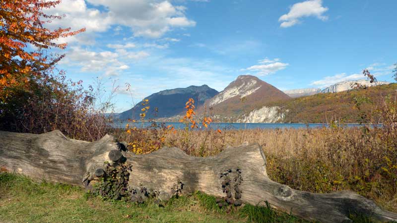 St-Jorioz-l'arbre-mort-devant-le-lac