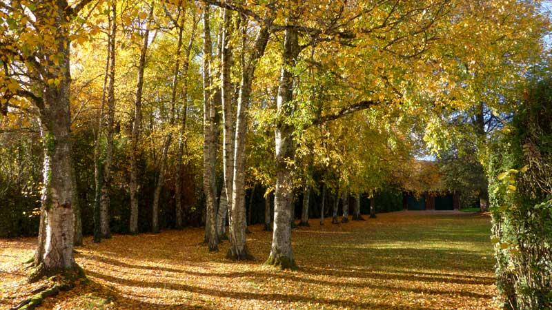St-Jorioz-l'allee-de-bouleaux