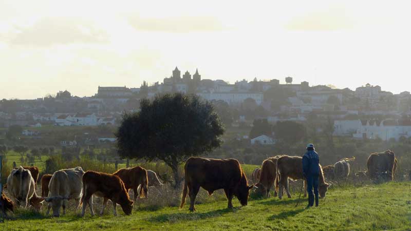 Evora profil des toits en arrivant