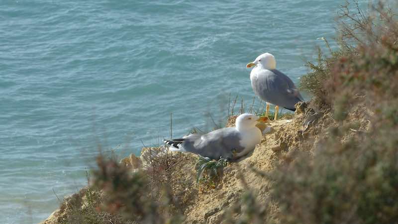 Praia do Amado : mouettes