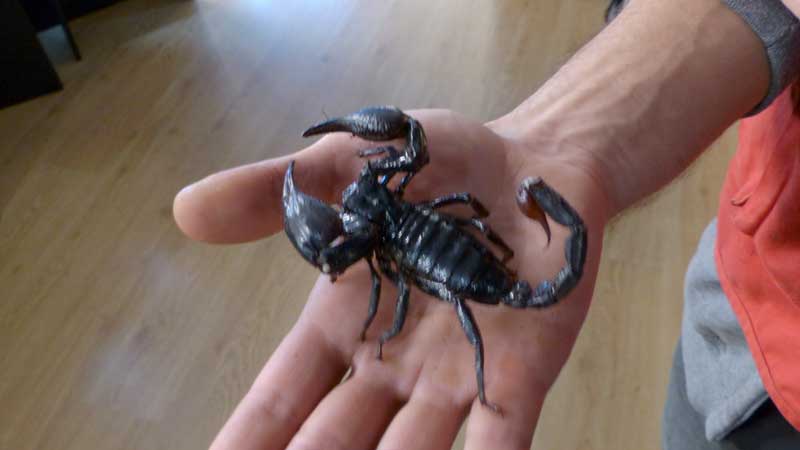 Cienca-Viva-le-scorpion