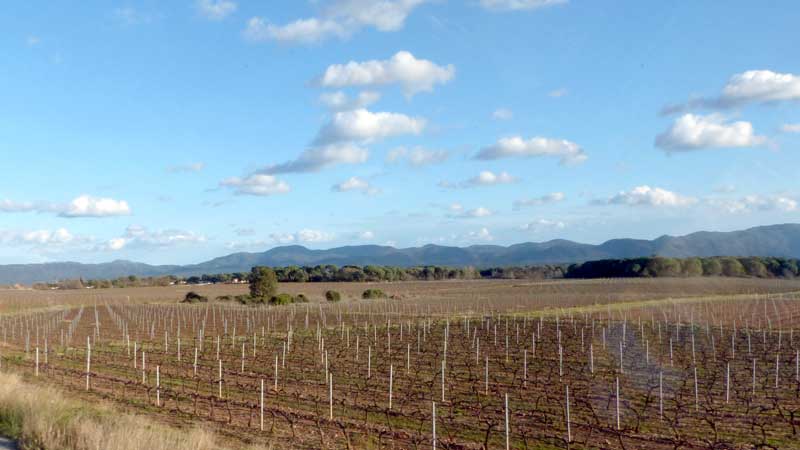 Jeune-vignoble-sur-la-D-N7-pres-de-Vidauban