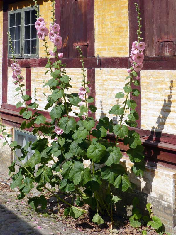 Den-Gamle-By-roses-tremieres