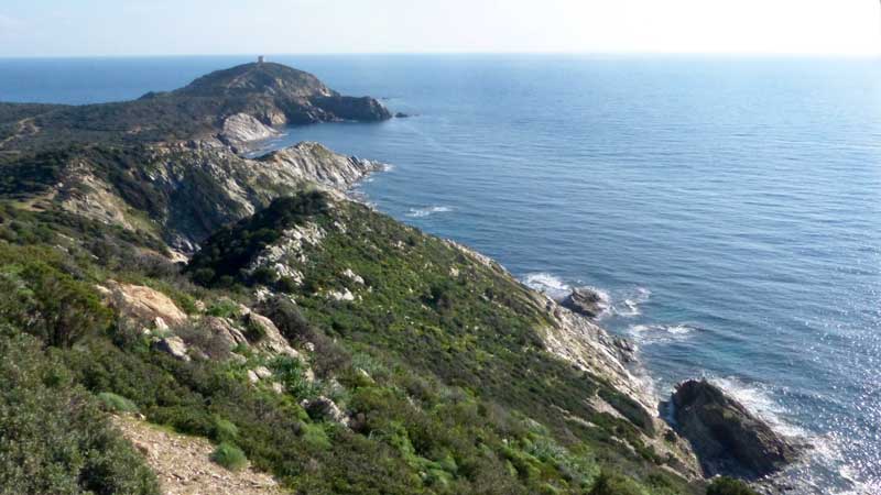 Capo
            Malfatano