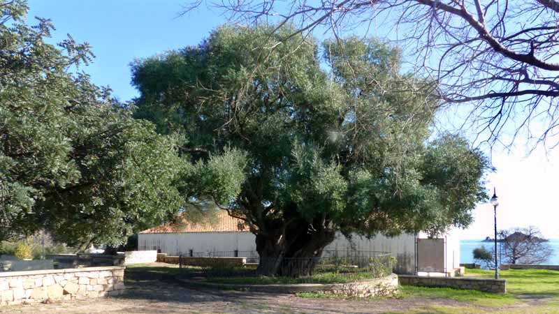 L'olivier millénaire planté devant l'église de
                  Santa Maria Navarrese