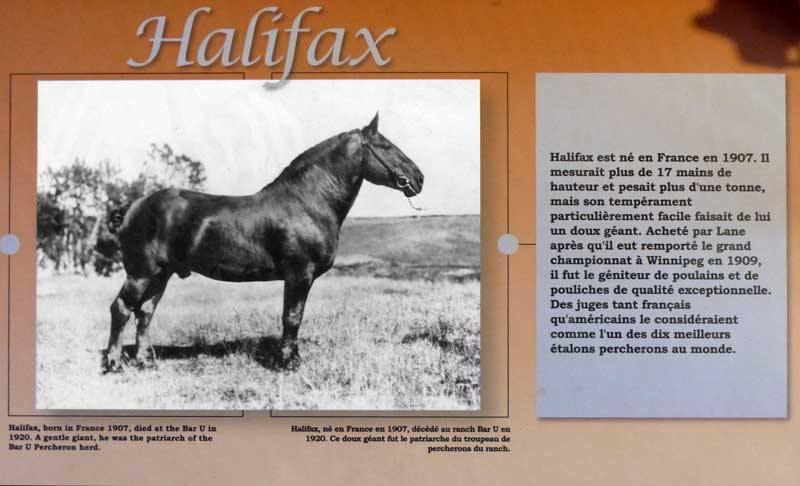L'étalon percheron Halifax