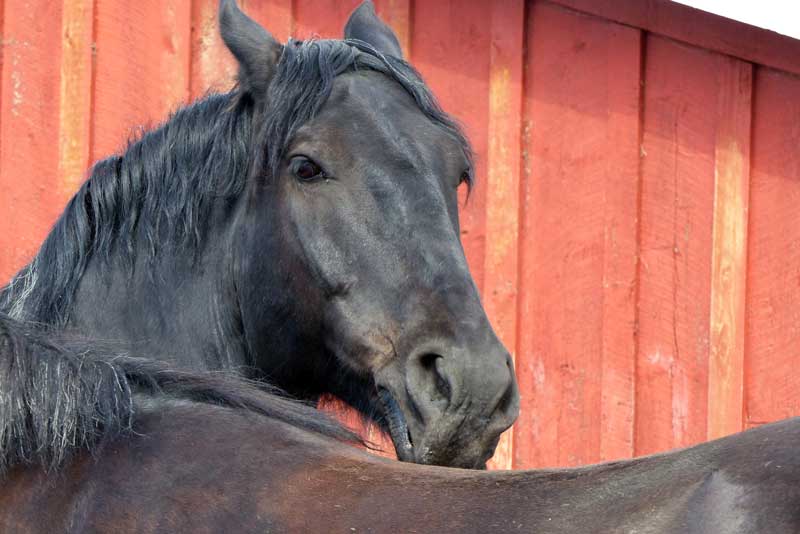 Percheron