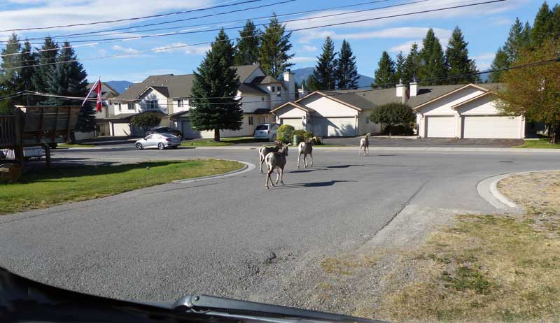 Des mouflons sur mon bivouac à Radiuem Hot Springs