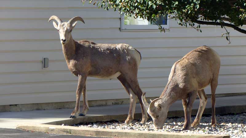 Mouflons