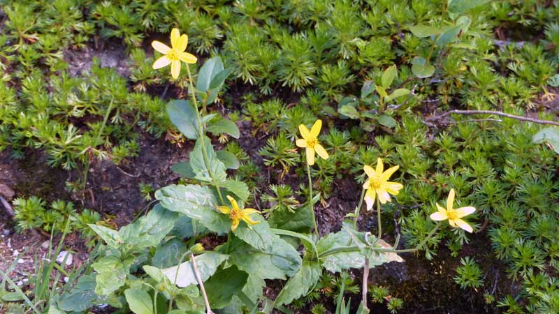 Arnica