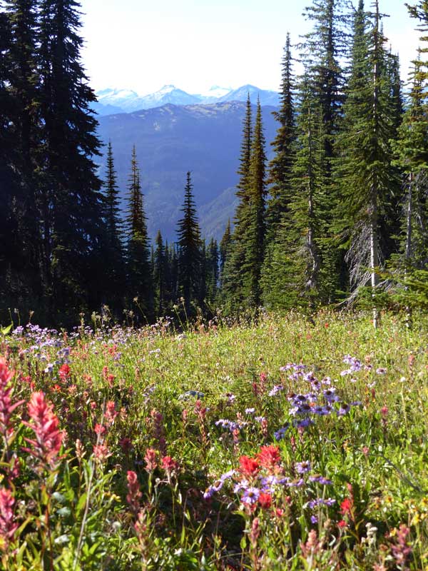 Parc du Mt Revelstoke : Près-dans-le-Ciel