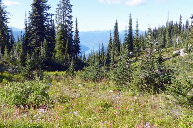 Parc du Mt Revelstoke-Prés-dans-le-Ciel
                  au-dessus de la Columbia
