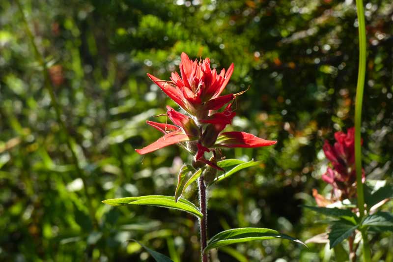 Parc du Mt-Revelstoke: Indian Paintbrush