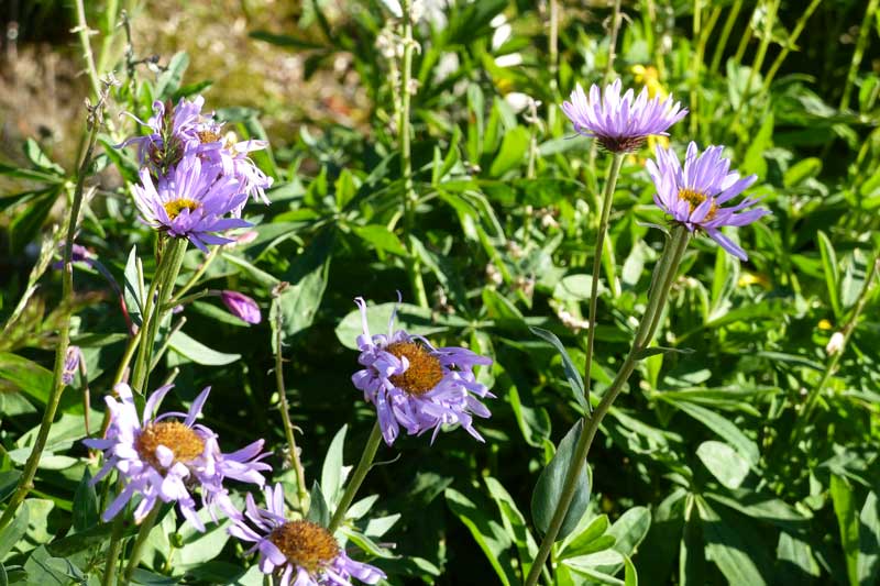 Parc-du-Mt-Revelstoke: vergerette voyageuse