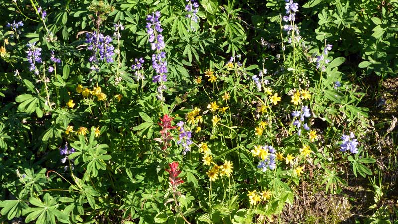 Parc du Mt Revelstoke : Prés-dans-le-Ciel : lupins,
              arnica, castillegie