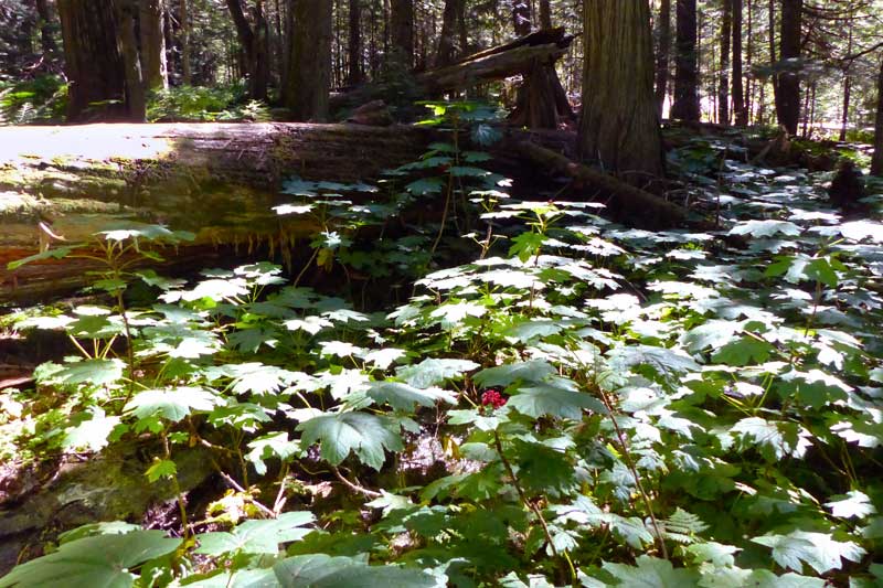 Parc des Glaciers - Sentier de la Prucheraie-
                  sous-bois d'oplopanax