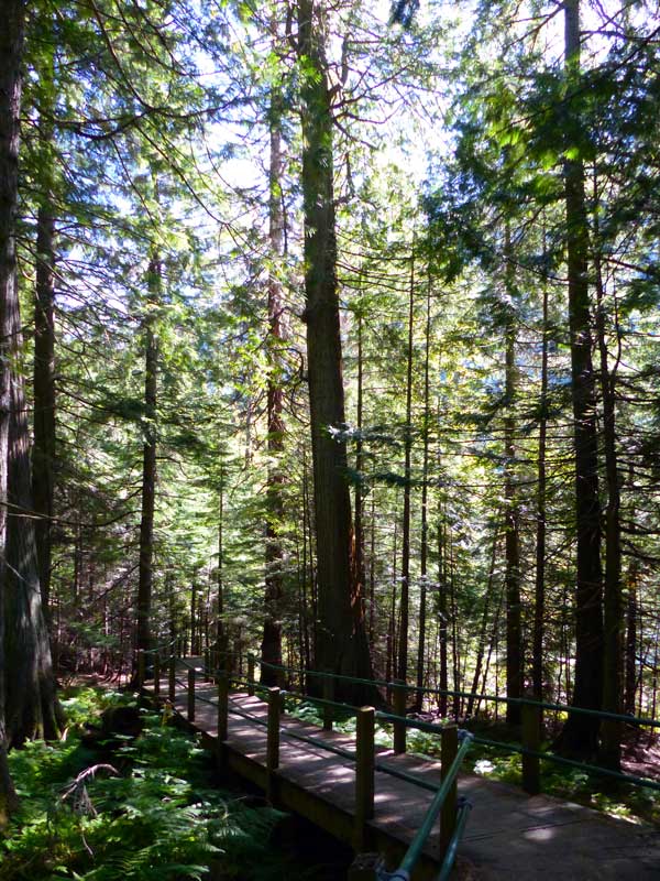 Parc des Glaciers - Sentier de la Prucheraie :
                  futaie