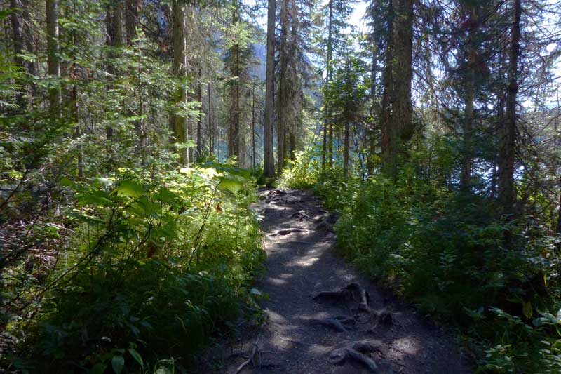 Parc Yoho-Lac - Esmerald sentier en sous-bois