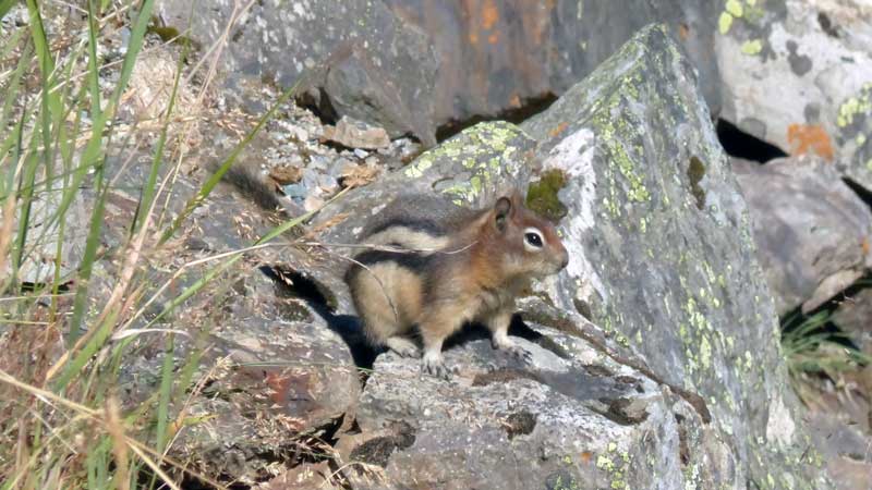 Lake
            Louise: spermophile guettant le touriste et ses provisions