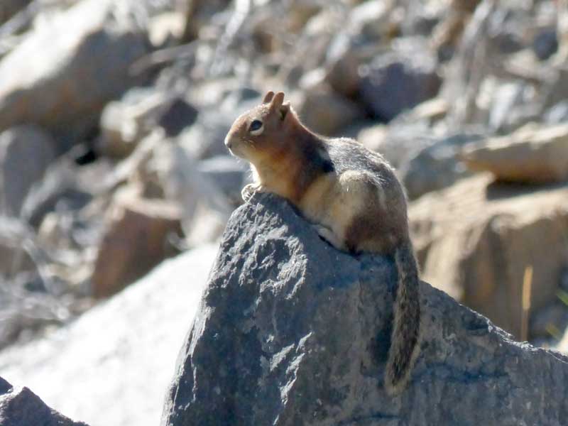 Sur la moraine spermophile à dos doré