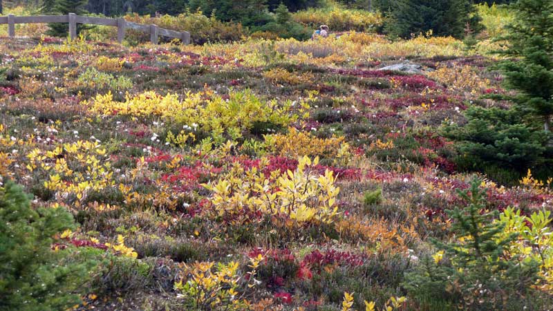 Prairie
            alpine