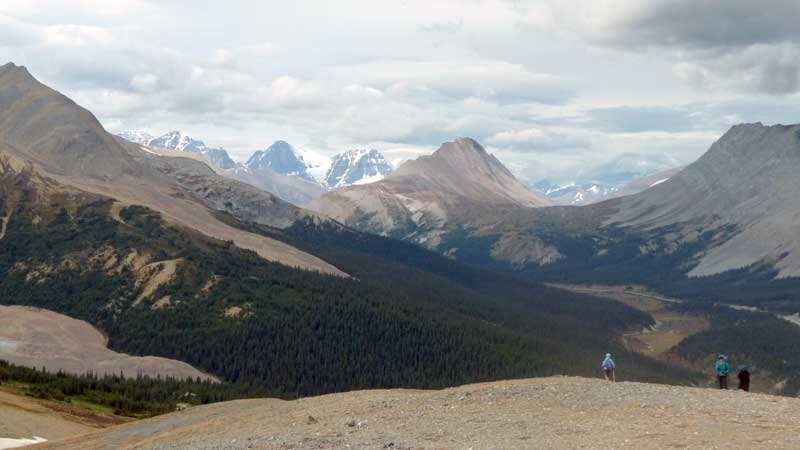 En haut de Parker Ridge : panorama vers Columbia
            Icefield