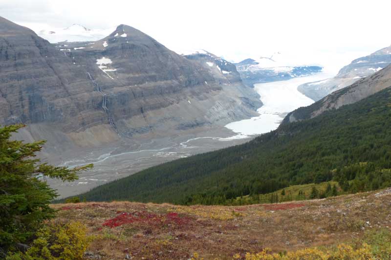 Parker Ridge : le glacier Saskatchewan