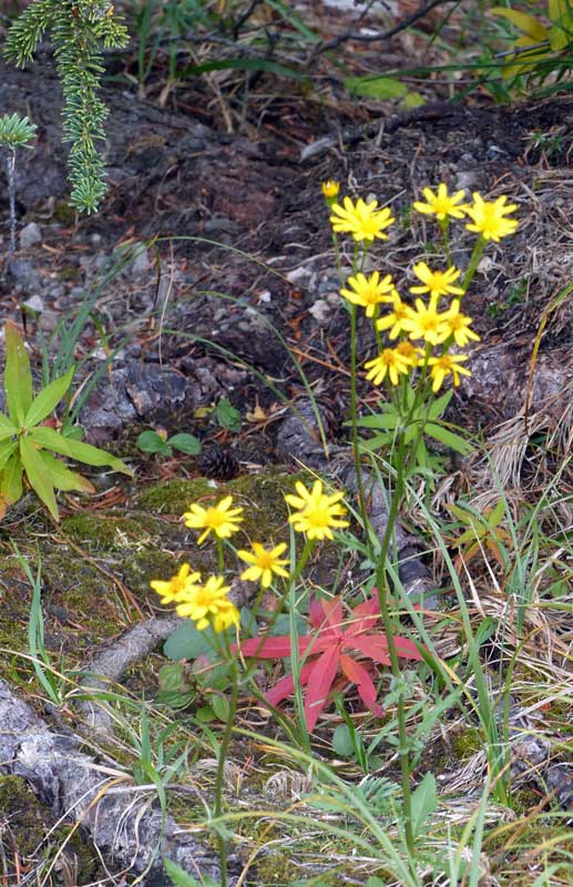 Arnica