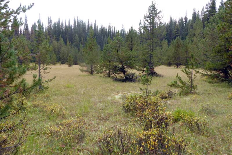 Clairière sur le Mary Shaffer Loop