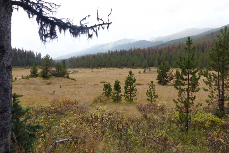 Lac Maligne : Prairie vers la Boucle des
                    Collines-Opal