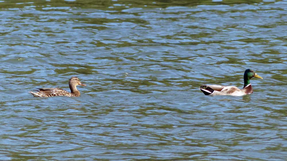 Baie-des-Rochers : col-vert et sa femelle