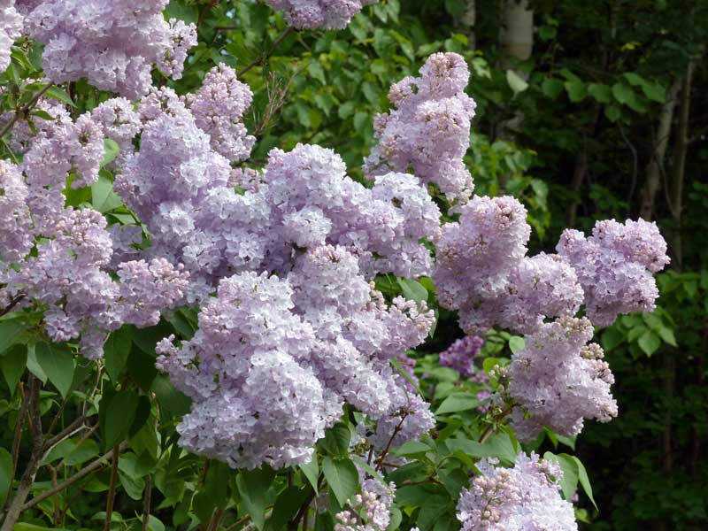 Cap-a-l'Aigle-jardin-des-lilas