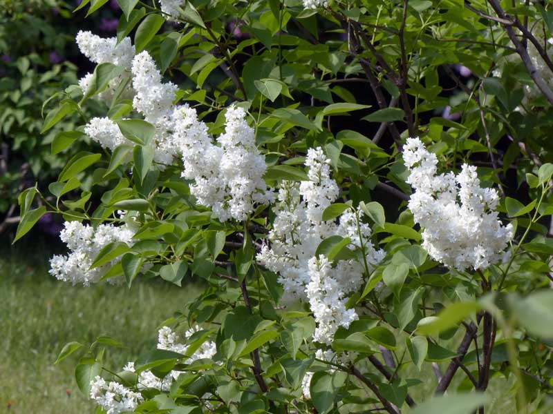 Cap-à-l'Aigle : les jardins des lilas