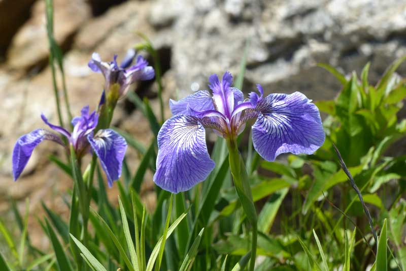 Cap-aux-Oies-iris-versicolor