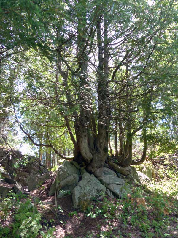 Cap-aux-Oies : arbre dans le chemin du cap