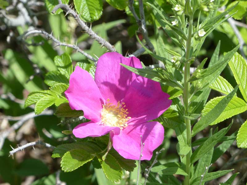 Cap-aux-Oies-Rosier-du-Japon