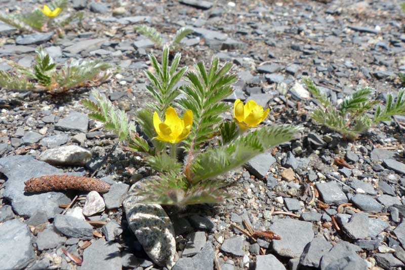 Cap-aux-Oies : Potentille des oies perçant à
                      travers le cailloutis