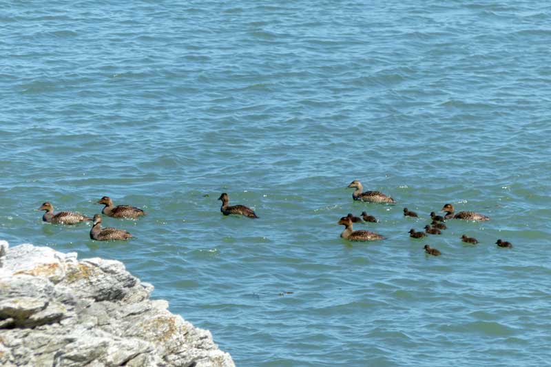 Cap-aux-Oies-canards-en-famile