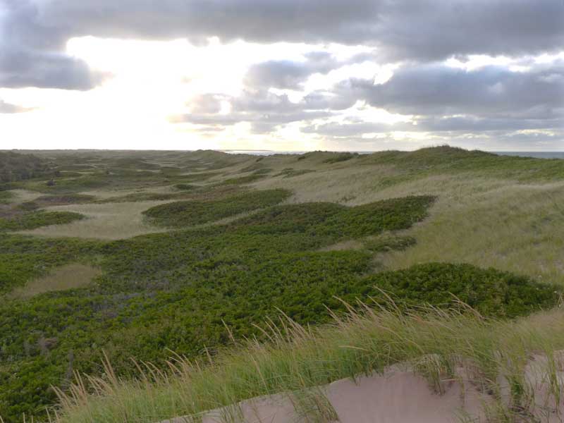 Les dunes de Greenwich