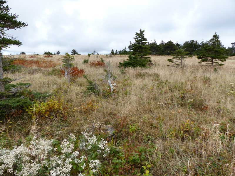 Parc-national-du-Cap-Breton-Skyline-Trail-savane-cree-par-les-orignaux