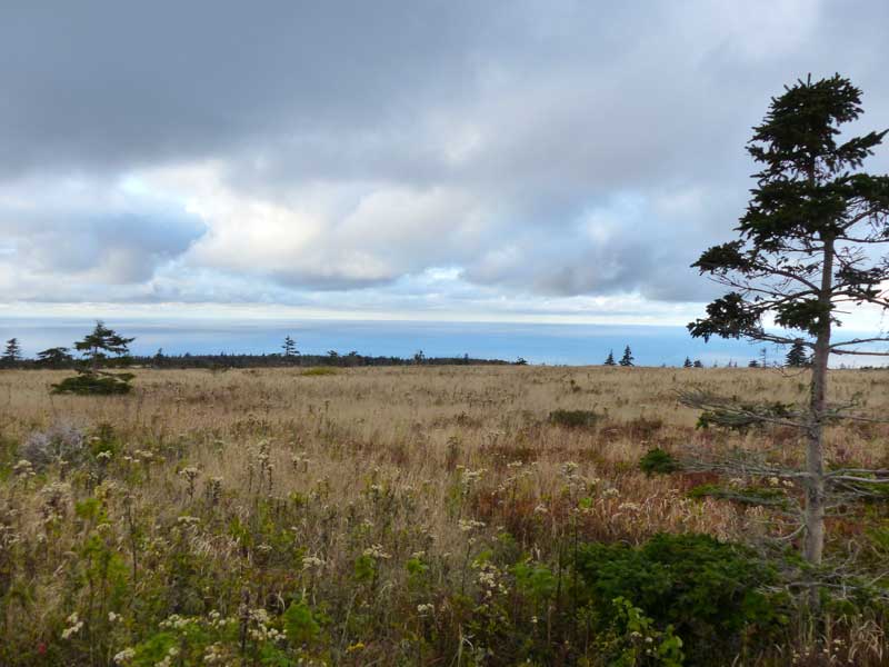 Parc-national-du-Cap-Breton-Skyline-Trail : la savane et
          la mer