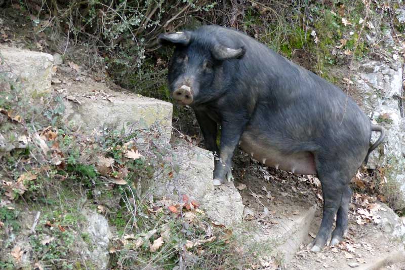 Truie sur la route d'Alesani