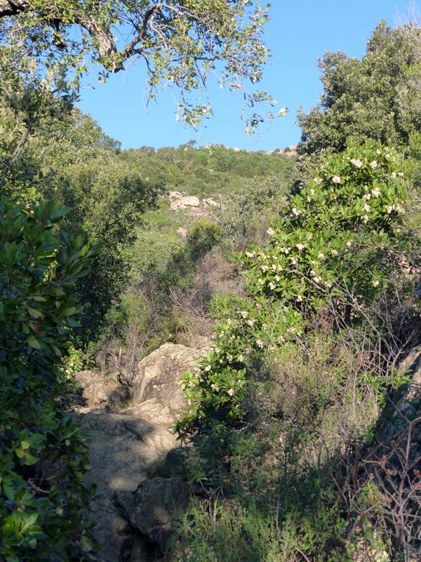 Casteddu-d'Araghju-le-sentier-malaise-en-avant
