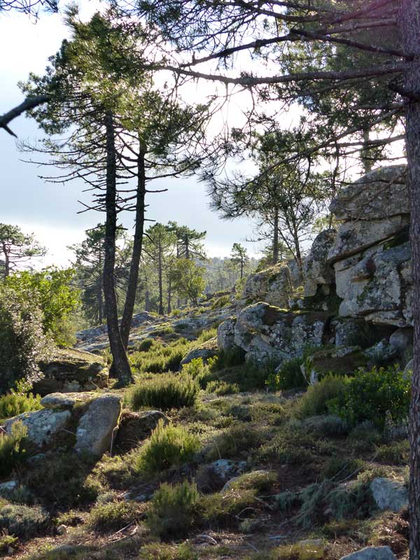Foret-de-Brocaggio