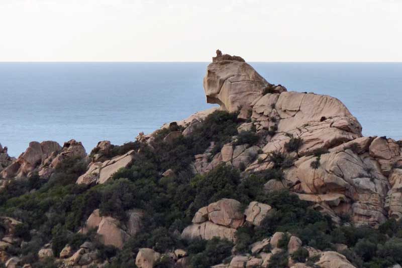 Le lion de
              Roccapina