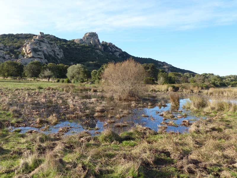 Cauria : zone humide en allant vers l'alignement
                  de Rinaghju