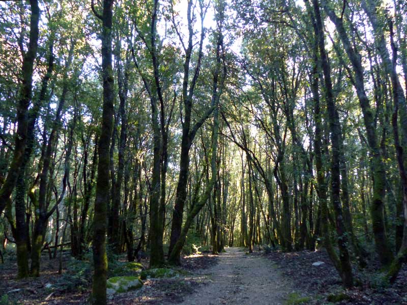 Cuccuruzzu : chemin en sous bois vers Capula