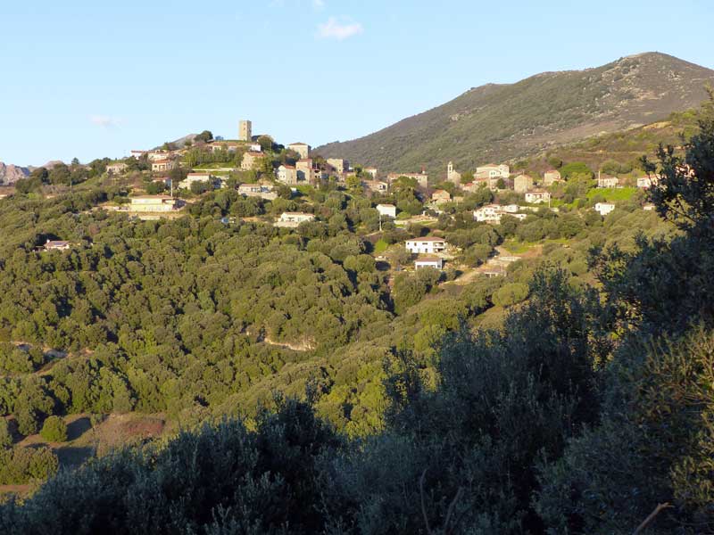 Arbellara