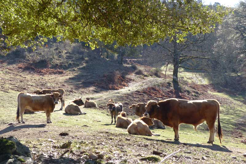 Tavera : rencontres bovines sur le sentier du menhir